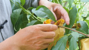 黄桃种植管理技术35秒视频