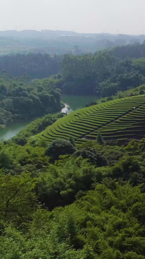 纳溪贡茶产地茶山航拍春茶节66秒视频