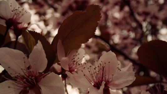 与白花的春天开花视图在树视频
