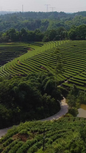 纳溪贡茶产地茶山航拍春茶节视频