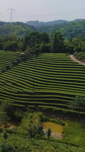 纳溪贡茶产地茶山航拍春茶节视频