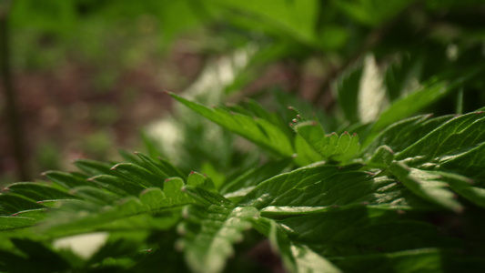 绿色灌木叶子温暖的森林里开花视频