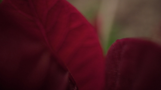 特写镜头中绿草绽放的红色花瓣视频