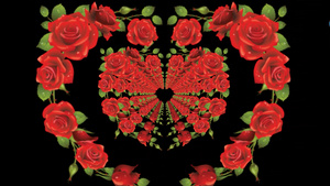 三维玫瑰花动画元素带透明度17秒视频