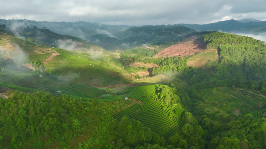 航拍茶山茶园视频