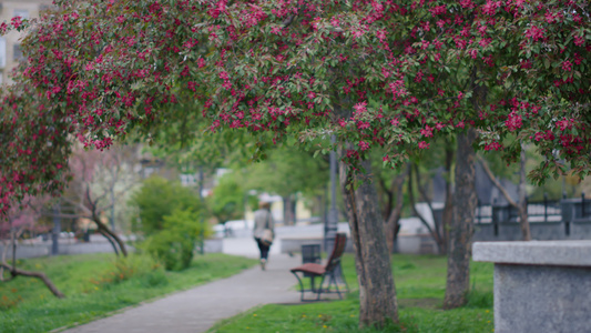 粉红色的樱桃花在绿叶之间的公园里盛开视频