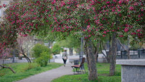 粉红色的樱桃花在绿叶之间的公园里盛开16秒视频