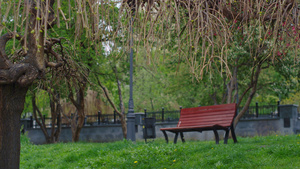 城市公园景观与树枝在木凳上绽放15秒视频