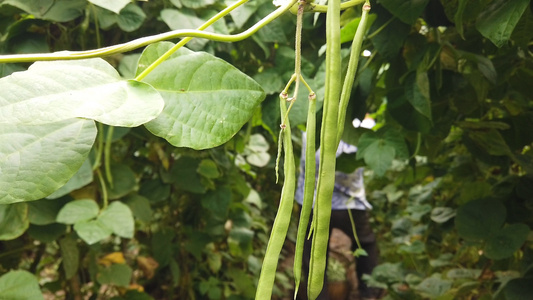 绿色露天蔬菜基地视频