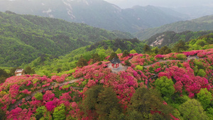 环绕航拍湖北麻城龟峰山杜鹃花花海105秒视频