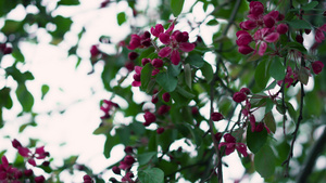 在绿叶间的白色天空中绽放的树花的美丽景色11秒视频