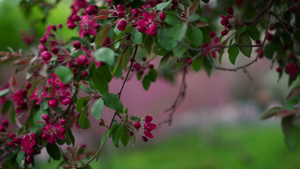 开花在公园的紫色树花在新鲜的叶子中11秒视频