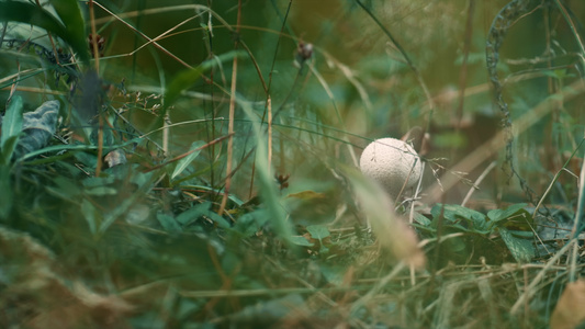 有毒的蘑菇在树林里在秋天的氛围中淡季场背景视频