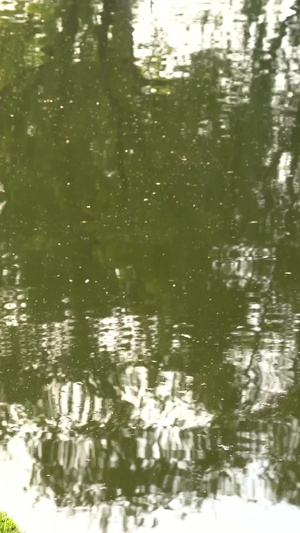4池塘里的小野鸭自然世界43秒视频