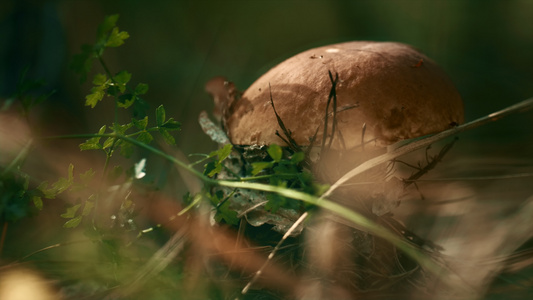秋季林地平静冥想氛围中田间的食用植物蘑菇视频