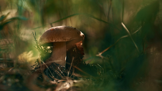 棕色蘑菇牛肝菌在户外生长在林地的绿色秋草中视频