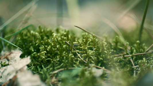 草甸绿草春天生长在迷人平静的特写草坪上的阳光下视频