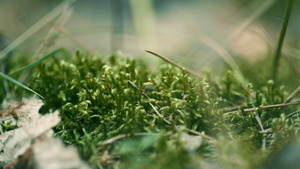 草甸绿草春天生长在迷人平静的特写草坪上的阳光下10秒视频