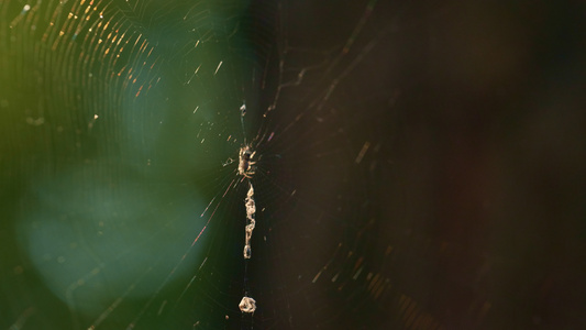 小蜘蛛在阳光雨林中织网视频