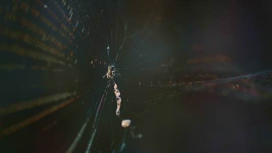 森林蜘蛛网在乡村自然雨林中摇曳视频