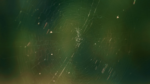 薄薄的森林蜘蛛网在春季阳光明媚的乡村森林中摇曳6秒视频
