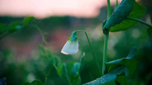 清新自然白色豌豆花实拍视频视频