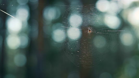 绿色春季雨林中挂网的小蜘蛛视频