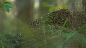 野生森林蚂蚁在乡村的冥想绿地草地上筑巢9秒视频