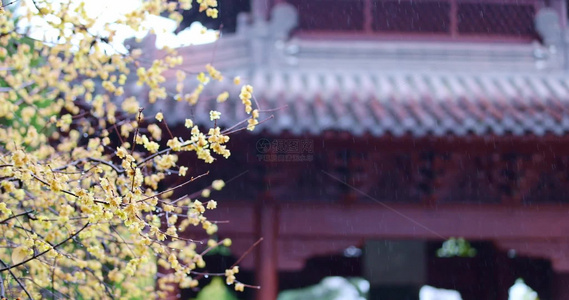 杭州古风下雨天屋檐梅花唯美慢镜视频
