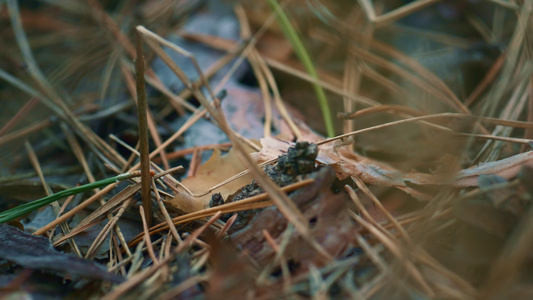 小蚂蚁在近距离地面野生森林秋叶中寻找食物视频