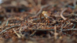 小蚂蚁在大森林棕色秋季地面草地上的巢穴中爬行10秒视频