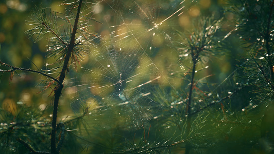 在冥想的阳光明媚的树林中蜘蛛网在松针上视频