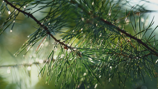 绿色的松针生长在特写迷人的阳光明媚的森林中在阳光下视频