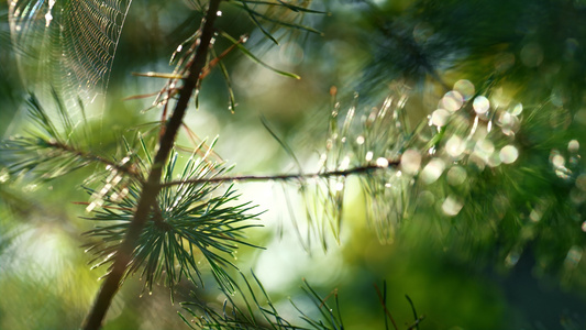 松针上的蜘蛛网在户外阳光秋季雨林中摇曳视频