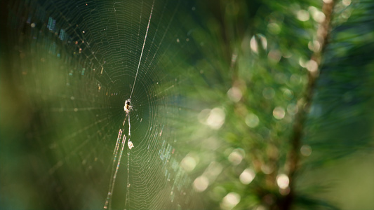 垂悬在稀薄的雨林的微小的小的蜘蛛蜘蛛网视频
