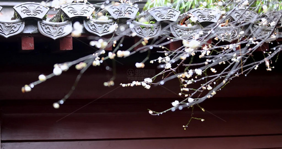 杭州古风下雨天屋檐梅花唯美慢镜视频