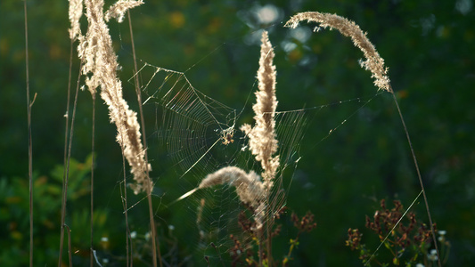 蜘蛛网小穗在特写春天平静的绿色田野中摇曳视频