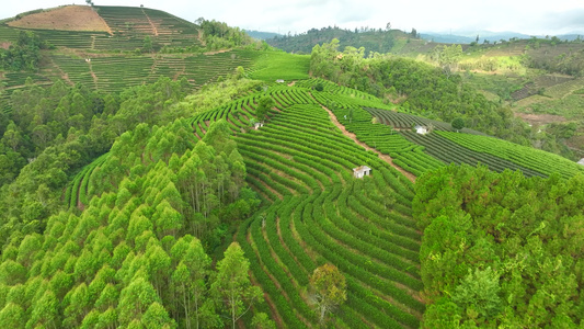 航拍茶山茶园视频