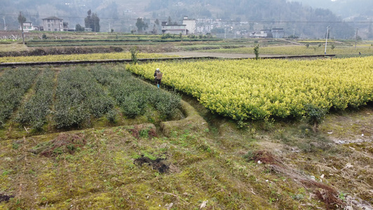 茶叶 黄茶 茶园航拍 视频