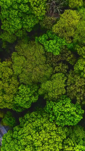 森林航拍植物园视频
