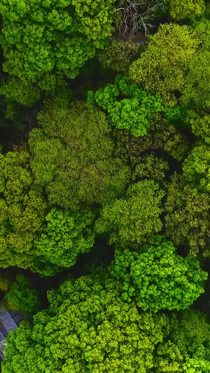 森林航拍植物园66秒视频