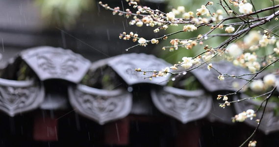 杭州古风下雨天屋檐梅花唯美慢镜视频