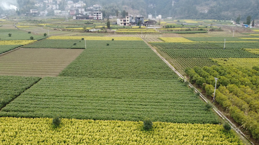 茶叶 黄茶 茶园航拍 视频