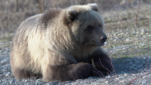野生的恰特卡棕熊躺在石头上深呼吸环顾四周9秒视频