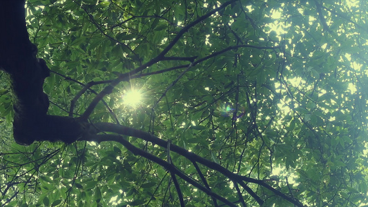 绿意阳光透过大树照耀过来[透过来]视频