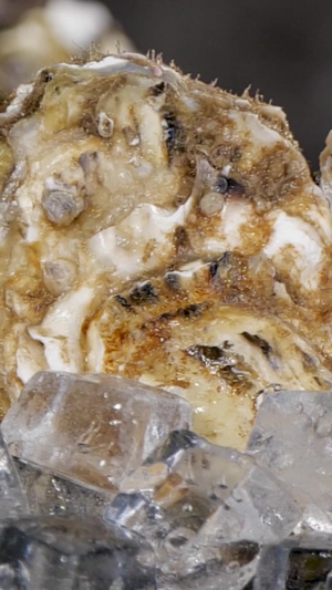 鲜活海蛎子海鲜食材30秒视频