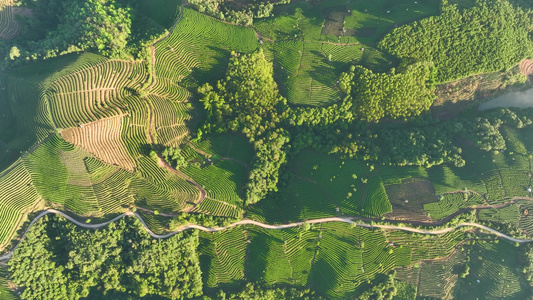 航拍茶山茶园视频