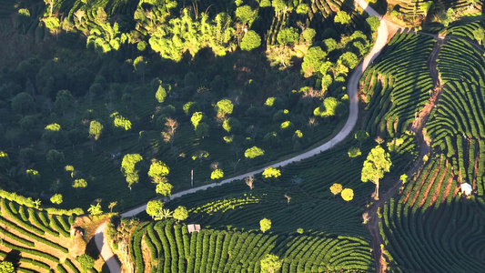 航拍茶山茶园视频