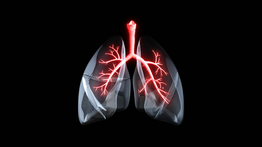 4K透明通道三维肺部结构素材视频