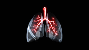 4K透明通道三维肺部结构素材30秒视频